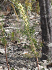 Petrophile squamata