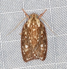 Euchaetis metallota