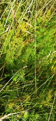 Meum athamanticum