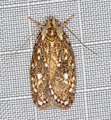 Euchaetis metallota