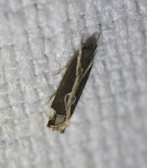 Chaliniastis astrapaea