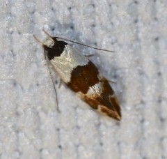 Euphiltra eroticella