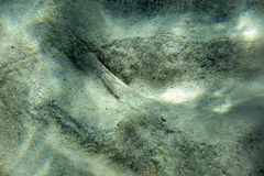 Platycephalus caeruleopunctatus