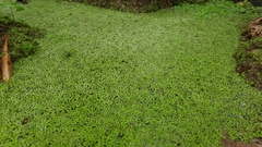 Pistia stratiotes