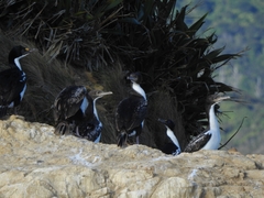 Leucocarbo carunculatus