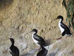 Leucocarbo carunculatus