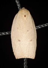 Euchaetis holoclera