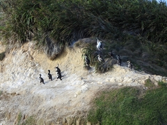 Leucocarbo carunculatus