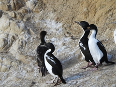 Leucocarbo carunculatus