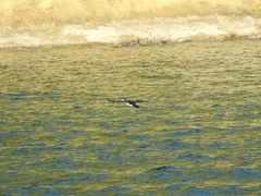 Leucocarbo carunculatus