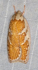 Euchaetis rhizobola