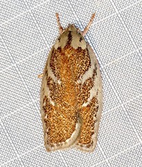 Euchaetis rhizobola