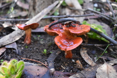 Cortinarius erythraeus