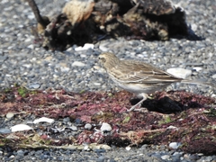 Anthus novaeseelandiae