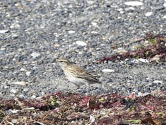Anthus novaeseelandiae