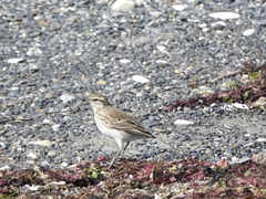 Anthus novaeseelandiae