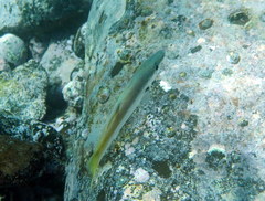 Dinolestes lewini