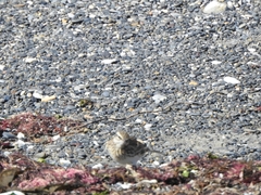 Anthus novaeseelandiae