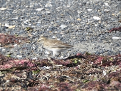 Anthus novaeseelandiae