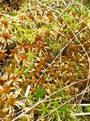 Sphagnum fallax