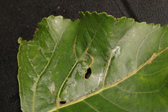 Phyllocnistis unipunctella