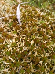 Sphagnum fallax