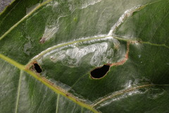 Phyllocnistis unipunctella