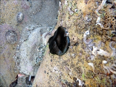 Codium convolutum