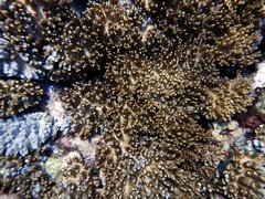 Cladiella