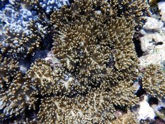 Cladiella