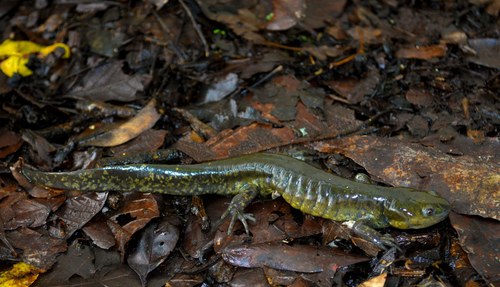 Delicate-skinned Salamander - Photo (c) Hugo J. Plata, some rights reserved (CC BY-NC), uploaded by Hugo J. Plata