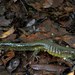 Delicate-skinned Salamander - Photo (c) Hugo J. Plata, some rights reserved (CC BY-NC), uploaded by Hugo J. Plata