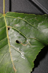 Phyllocnistis unipunctella