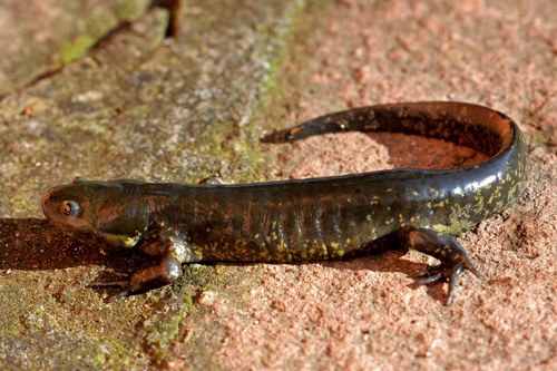 Delicate-skinned Salamander