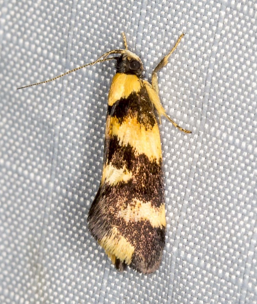 Eulechria chrysozona