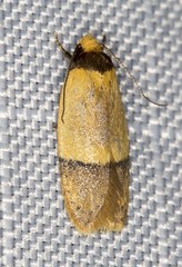 Eulechria hemisphaerica