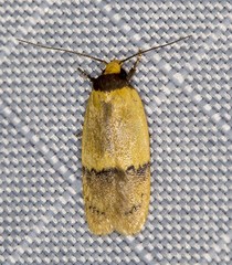 Eulechria hemisphaerica