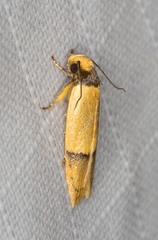 Eulechria hemisphaerica