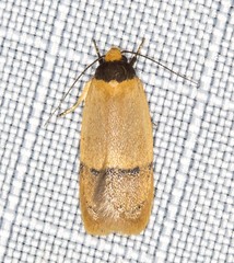 Eulechria hemisphaerica