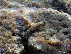 Parapercis millepunctata