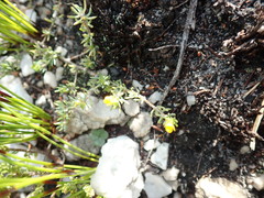 Aspalathus juniperina