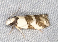 Eulechria triferella