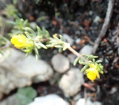 Aspalathus juniperina