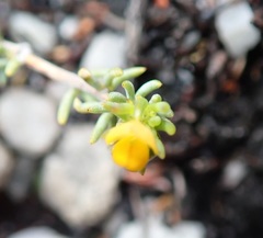 Aspalathus juniperina