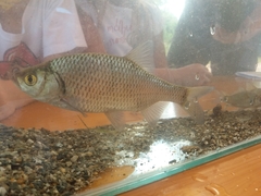 Scardinius hesperidicus