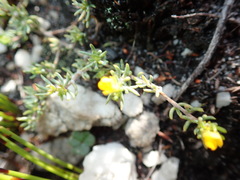 Aspalathus juniperina