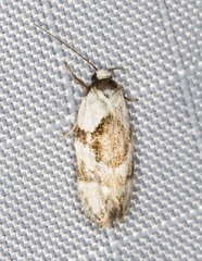 Euphiltra epilecta