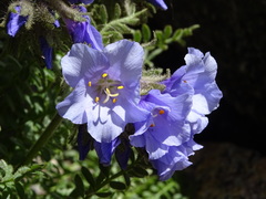 Polemonium confertum