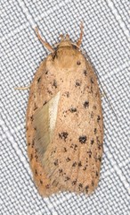 Garrha atripunctatella
