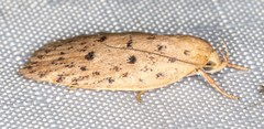 Garrha atripunctatella